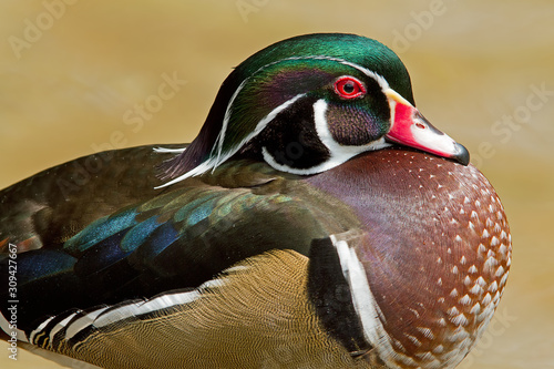 Canvas Print Male wood duck (Aix sponsa) portrait