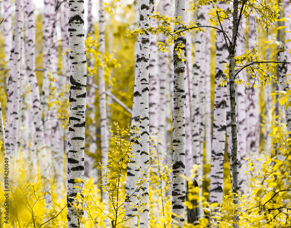 Fototapeta premium Birch trees with autumn yellow leaves on a sunny day