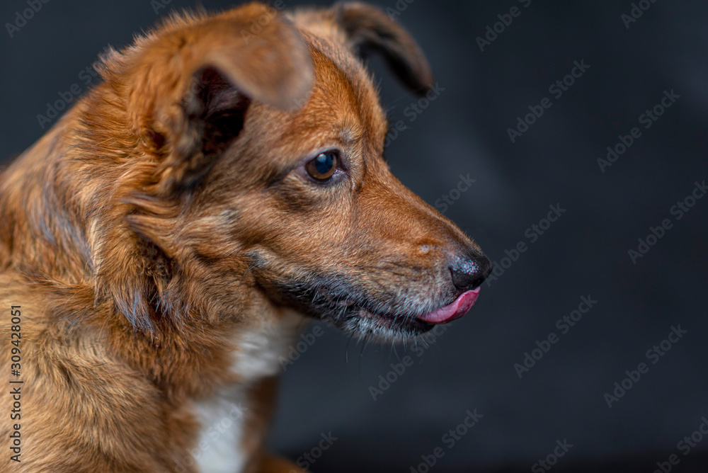 Portrait of a dog in the studio against a dark background.
