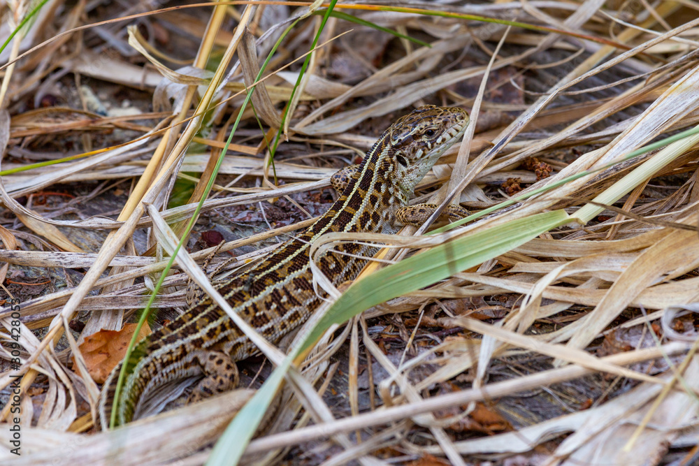 Fototapeta premium Little lizard among dry grass