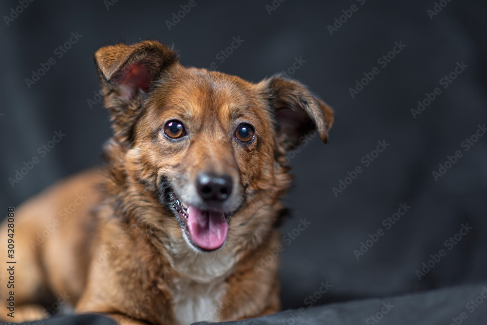 Portrait of a dog in the studio against a dark background. Portrait of a dog in the studio against a dark background.