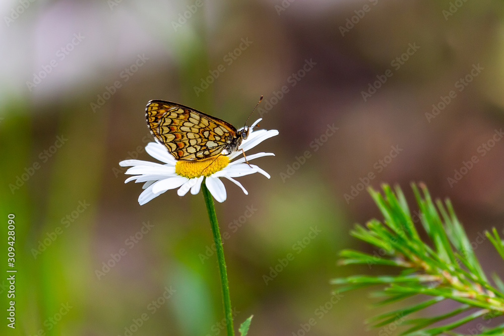 butterfly sits on a camomile flower butterfly sits on a camomile flower