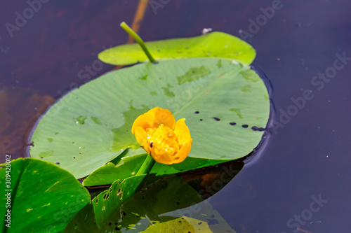 Obraz na plátně Blooming Nuphar lutea in the pond, close-up