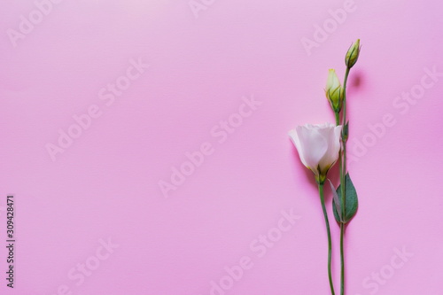 Tender white and pink eustoma flowers on pink background, flat lay