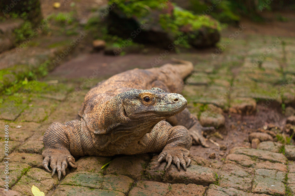 Komodo Dragon