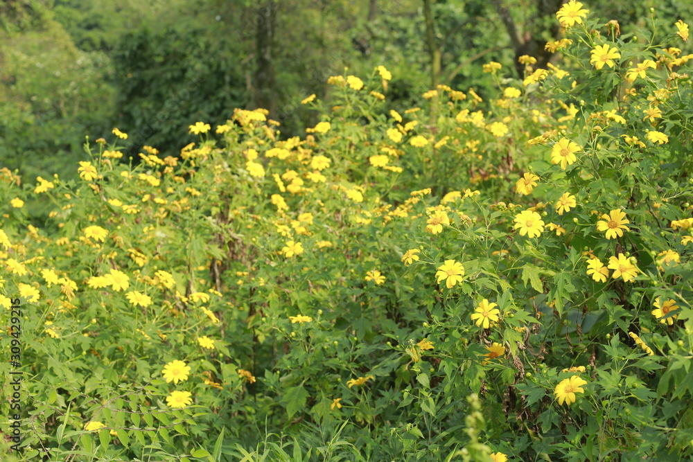 Fototapeta premium wild sunflower
