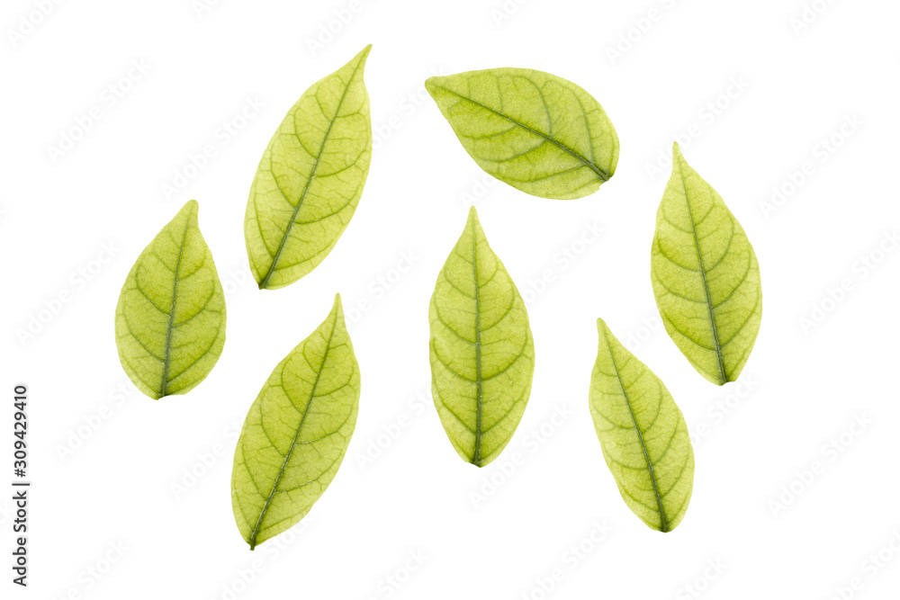 Small Leaves Group of Mok Tree