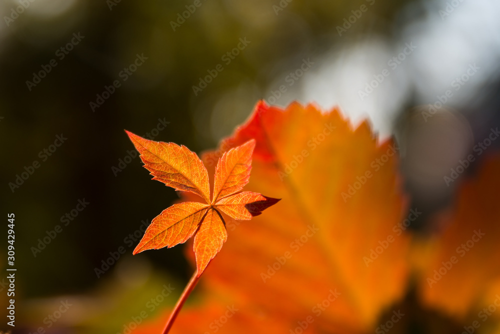 Obraz premium autumn leaves on a black background