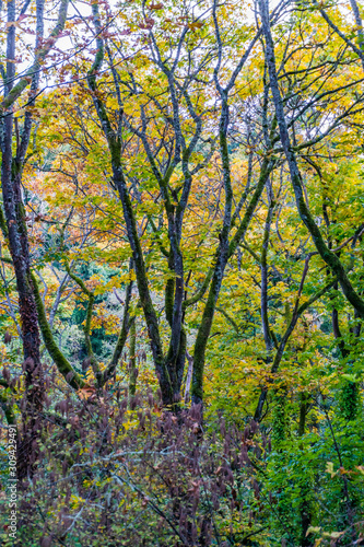 Skinny Autumn Trees 3 © George Cole