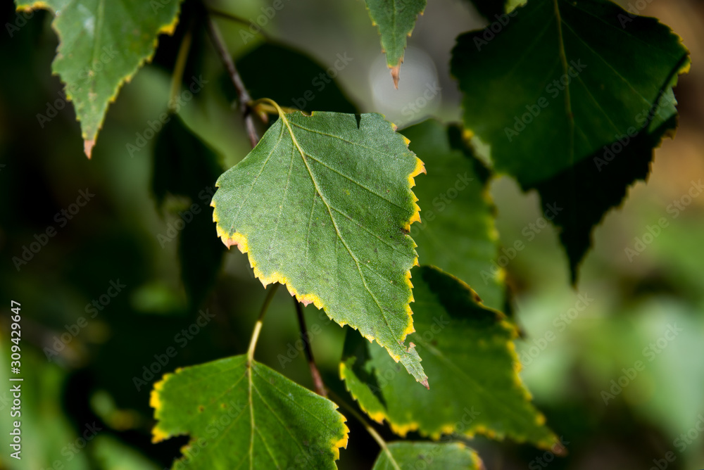 green leaves of tree green leaves of tree