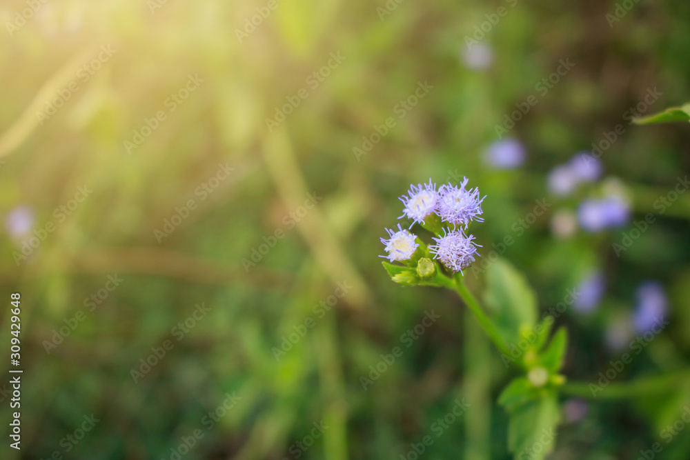 Bitter bush flower Siam weed in the field natural lighting. Bitter bush flower Siam weed in the field natural lighting.