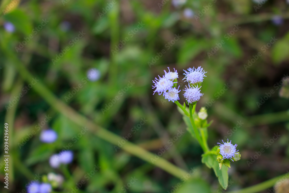 Bitter bush flower Siam weed in the field natural lighting. Bitter bush flower Siam weed in the field natural lighting.