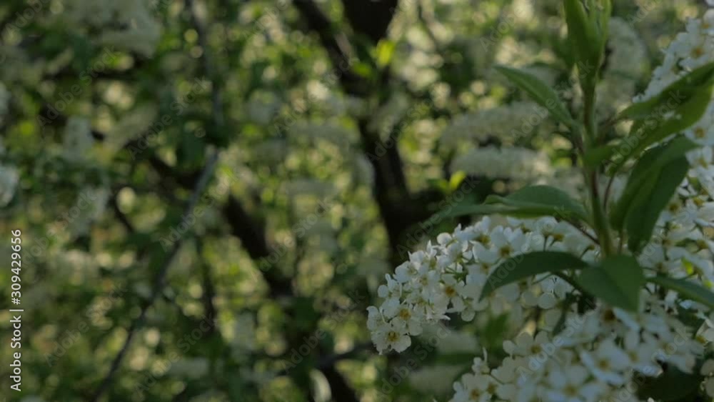 blooming branches of mountain ash in the sunlight, in the wind slow motion blooming branches of mountain ash in the sunlight, in the wind slow motion