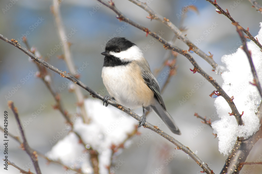 Fototapeta premium Chickadee bird perched on a snow covered branch in wintertime