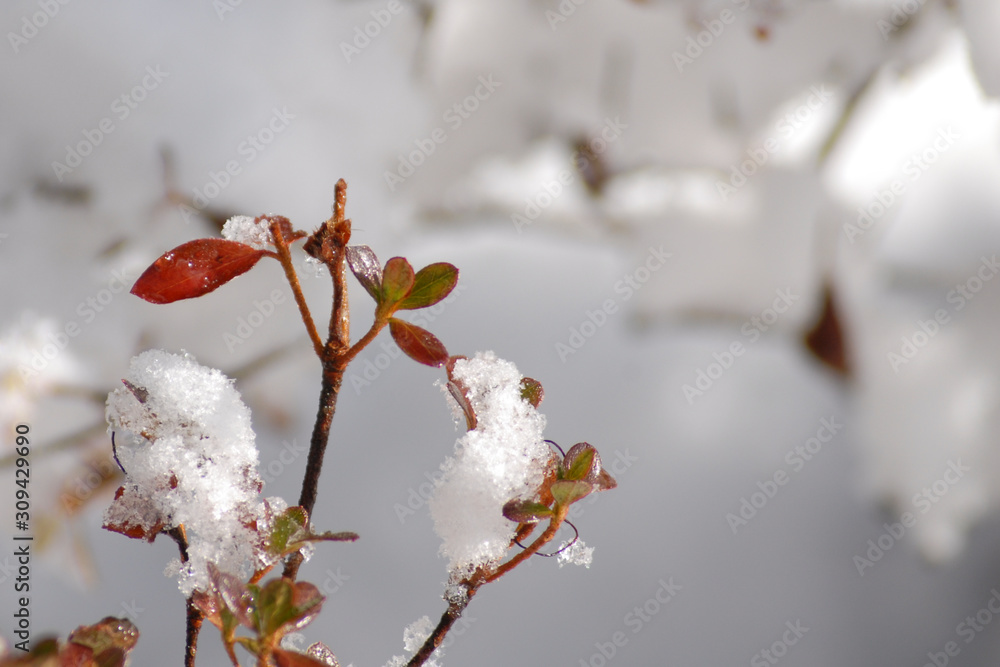 Close up of snow covered branches in wintertime Close up of snow covered branches in wintertime