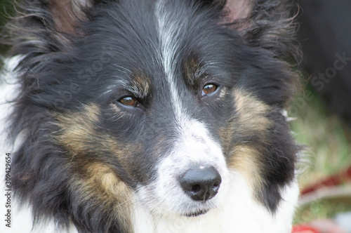portrait of a dog border collie © StevenLeePhotograpy