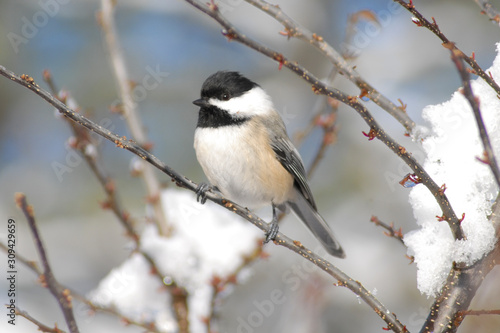 Canvas Print Chickadee bird perched on a snow covered branch in wintertime