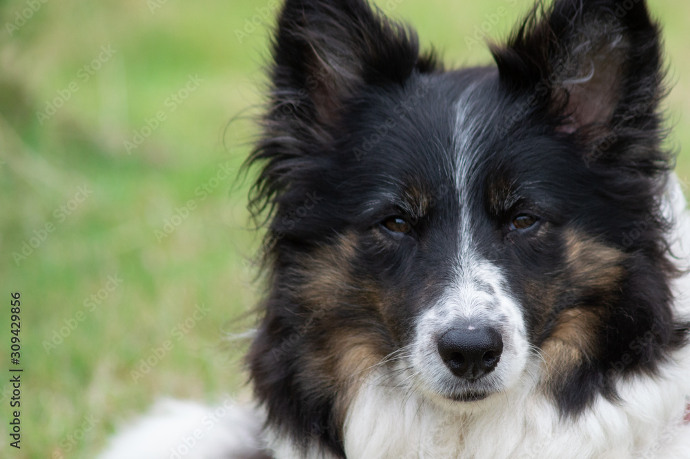 portrait of a dog border collie