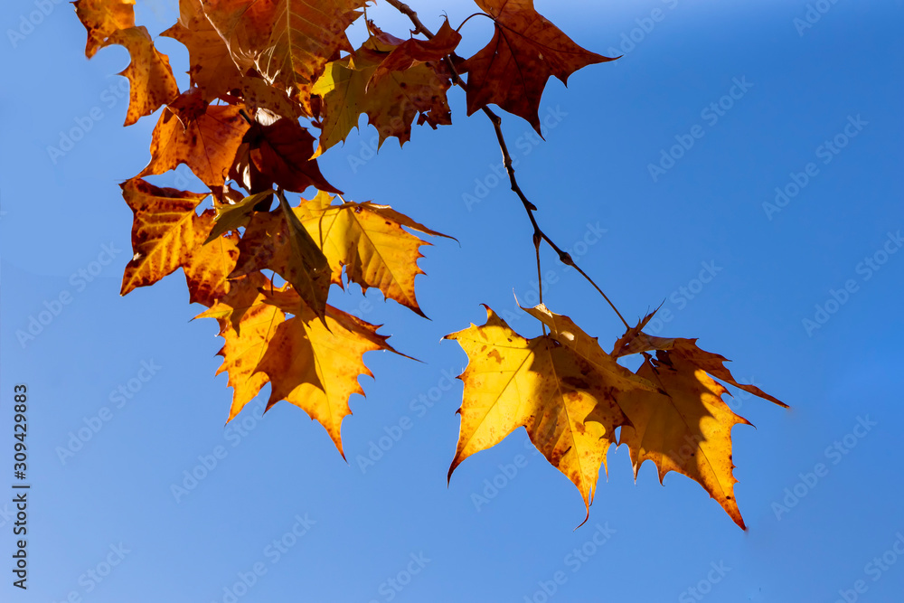 Fototapeta premium Autumn Leaves 3