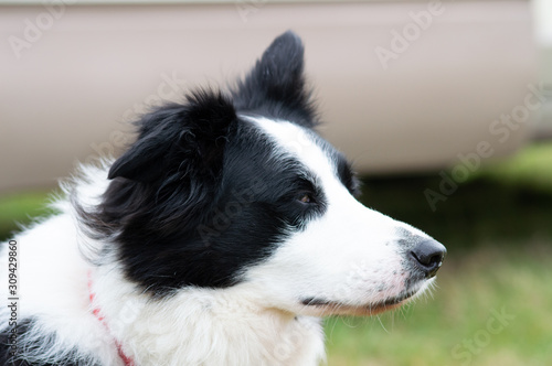 portrait of a dog border collie 