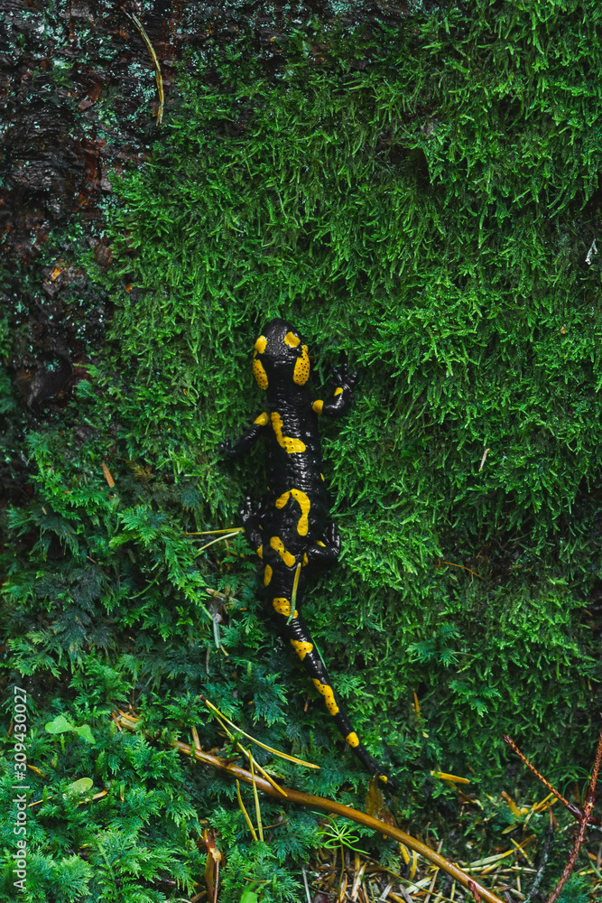 Salamandra salamandra in the autumn wood