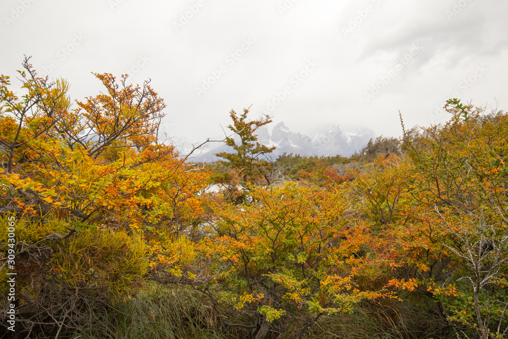 Autumn colors and fog in the Torres del Paine mountains that overlook the waters of a lake, Torres del Paine National Park, Chile