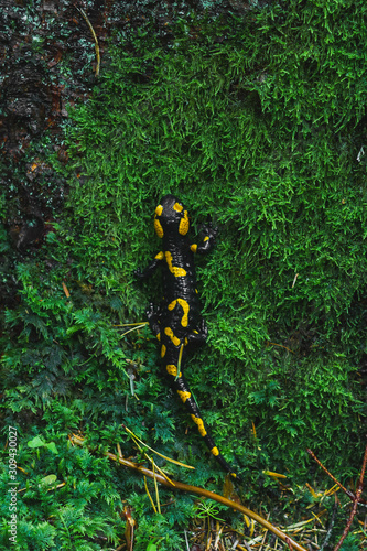 Salamandra salamandra in the autumn wood