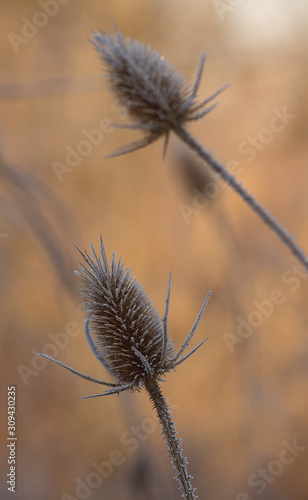 Dry winter thistle on a frosty morning, leaning above the ground. Dipsacus fullonum.