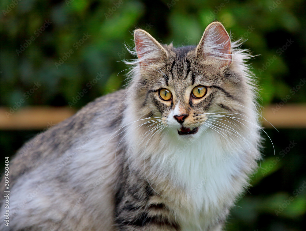 A norwegian forest cat male with his mouth open