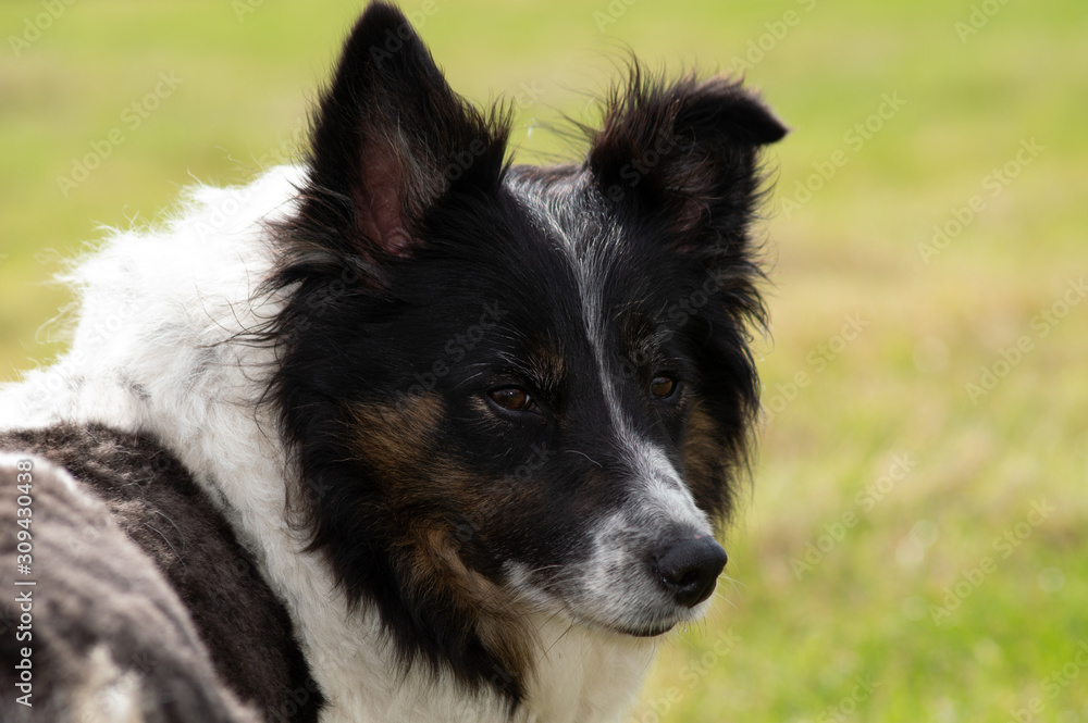 portrait of a dog border collie portrait of a dog border collie