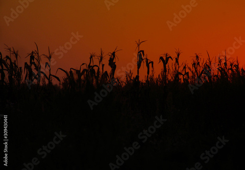 Corn crops