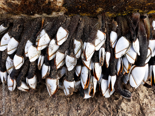 Colony of Lepas anatifera washed up on the beach