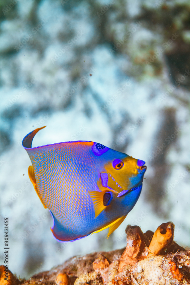 Naklejka premium tropical fish in ocean key largo florida underwater photography