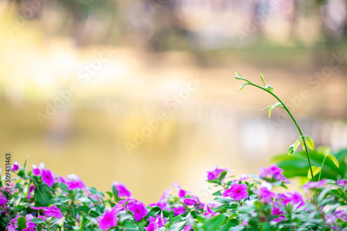 Pictures of pink flower trees against the bokeh background of a natural pond