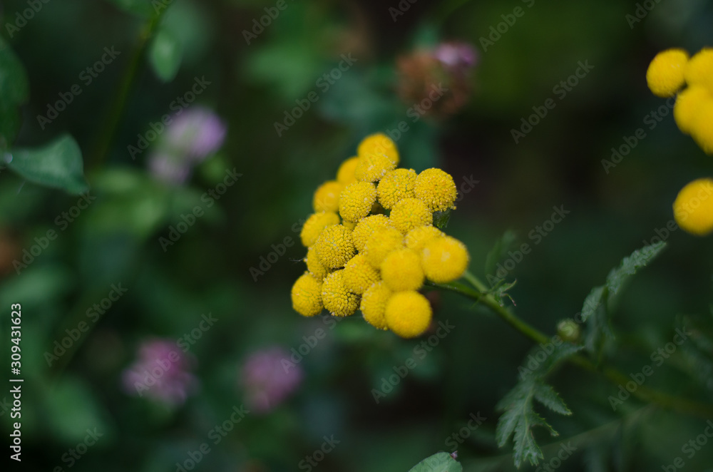 yellow flowers on the green background yellow flowers on the green background