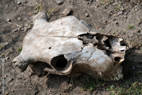 Skull of a big antelope found in the mountains of Ethiopia