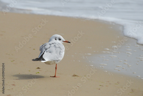Seagull disabled on one leg on the seashore