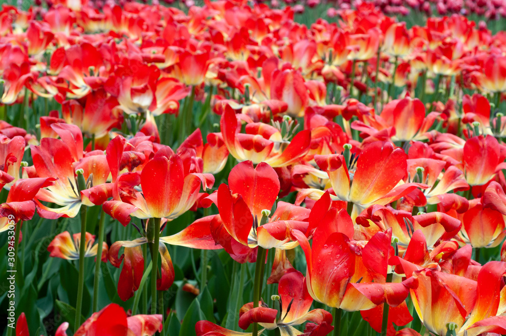 bright red tulips at the Ottawa Tulip Festival