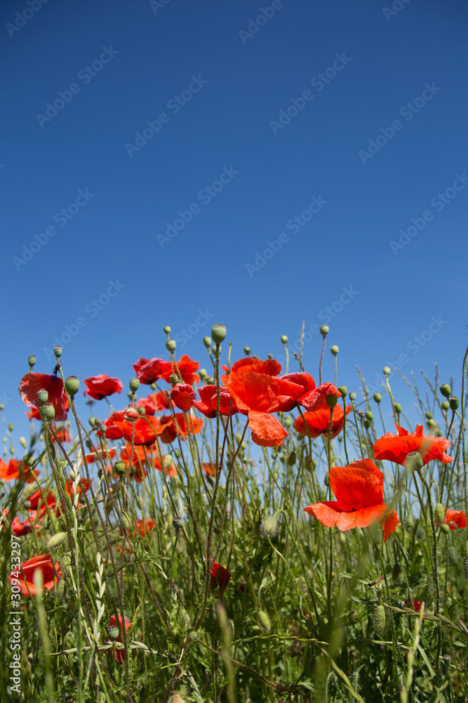 Bright red poppies flowers blossom on wild field. Blue sky on the background. Red beautiful poppies, green grass and bright blue sky. Poppy macro, close-up. Victory symbol Bright red poppies flowers blossom on wild field. Blue sky on the background. Red beautiful poppies, green grass and bright blue sky. Poppy macro, close-up. Victory symbol
