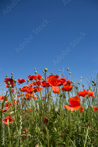 Bright red poppies flowers blossom on wild field. Blue sky on the background. Red beautiful poppies, green grass and bright blue sky. Poppy macro, close-up. Victory symbol