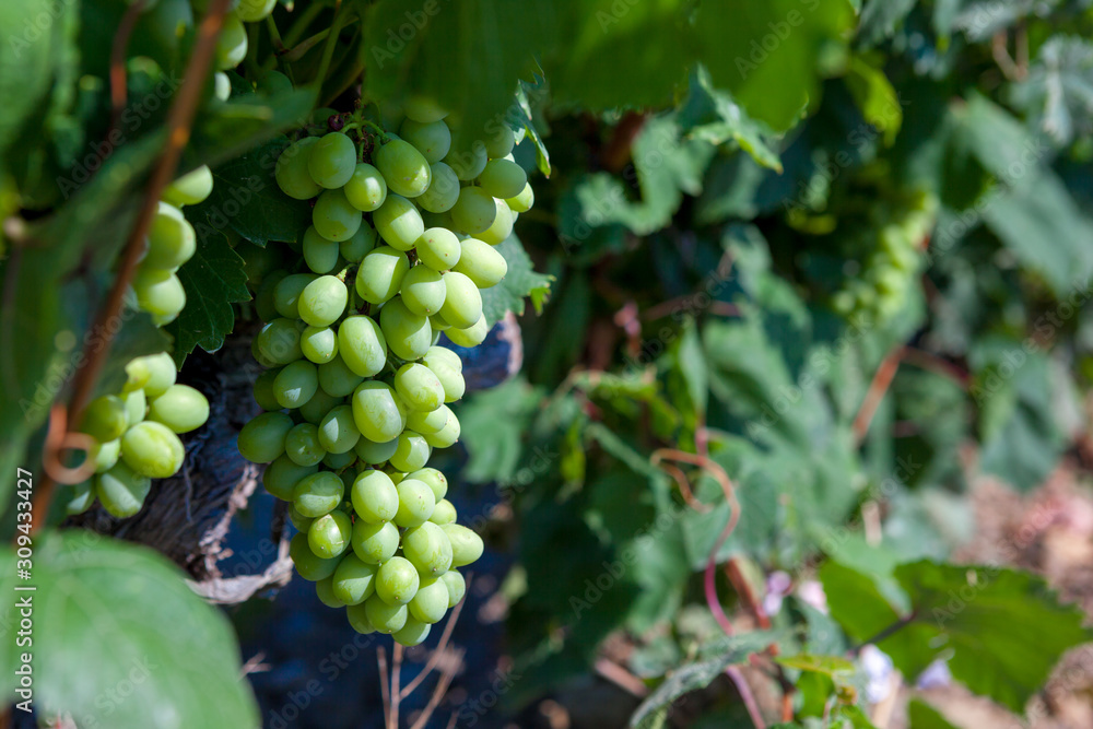 Bunch of green grapes on grapevine in vineyard.
