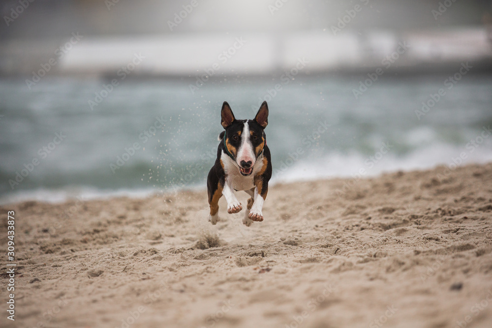 Running dog on the beach bull terrier Running dog on the beach bull terrier