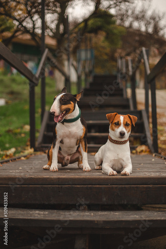 Two dogs jack russsell and bull terrier  photo