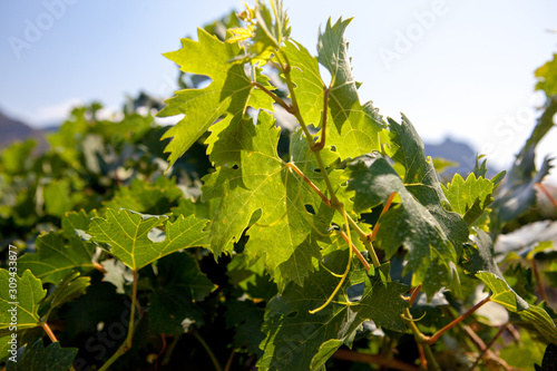 Photo vine leaves in the background view on vineyard through the fresh leaves of trees