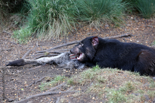 Tasmanischer Teufel   sarcophilus harrisii  in Tasmanien. Australien