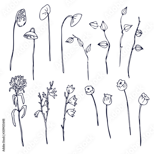 Plants branches isolatet
