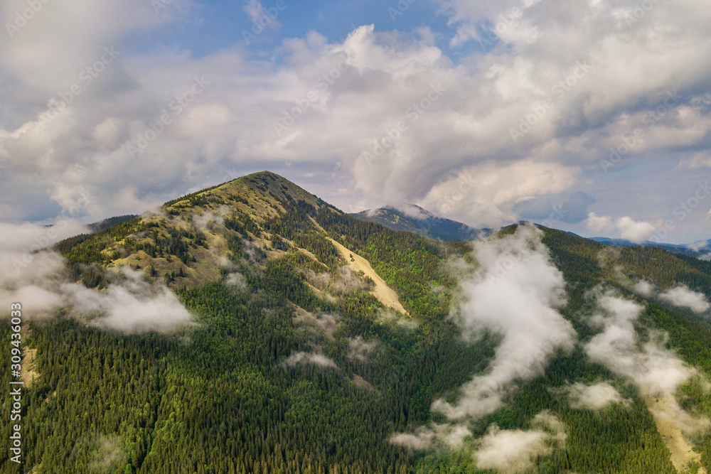 Aerial view of green Carpathian mountains covered with evergreen spruce pine foreston summer sunny day.