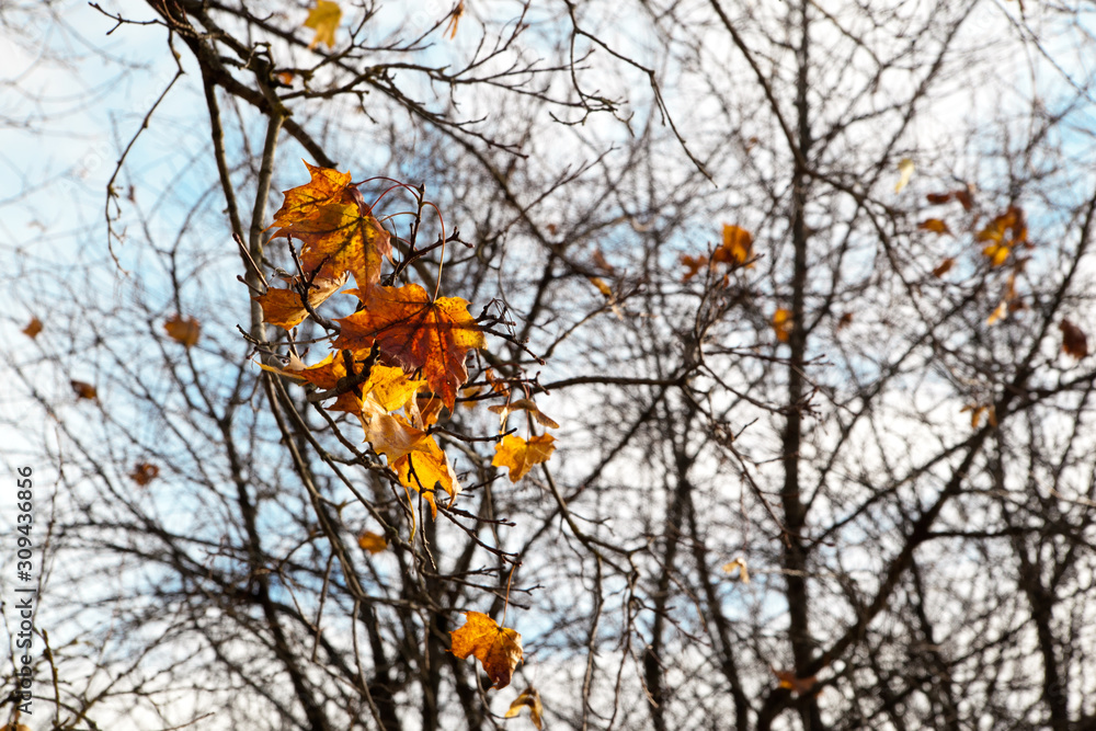 yellow autumn foliage is illuminated by the sun on the background of the autumn sky yellow autumn foliage is illuminated by the sun on the background of the autumn sky