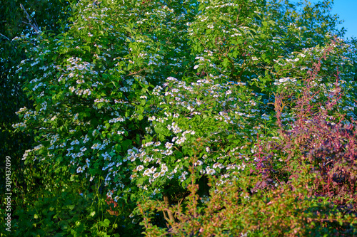 Fototapeta Naklejka Na Ścianę i Meble -  Spring European garden with flowering trees lawn, green grass