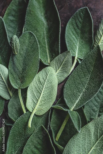 Obraz liście szałwii